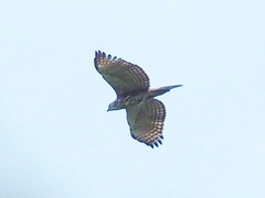 Nisaetus cirrhatus
