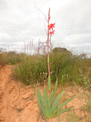 Watsonia spectabilis