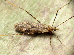 Amphineurus hudsoni
