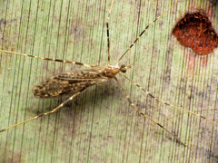 Amphineurus hudsoni