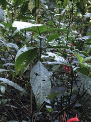 Stenostephanus