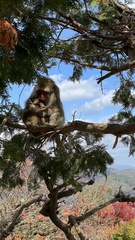 Macaca fuscata fuscata