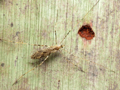 Amphineurus hudsoni