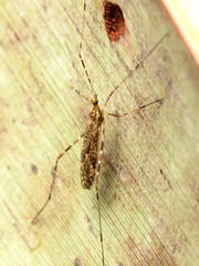 Amphineurus hudsoni