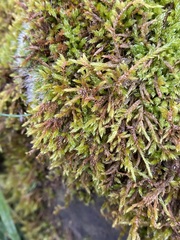 Hypnum cupressiforme