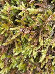 Hypnum cupressiforme