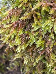 Hypnum cupressiforme