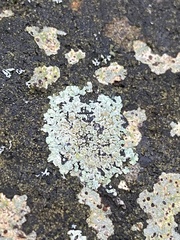 Protoparmeliopsis muralis