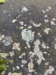 Protoparmeliopsis muralis