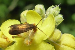Adelidae