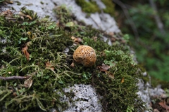 Cyttaria hariotii