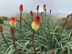 Kniphofia caulescens