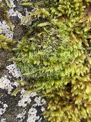 Grimmia pulvinata