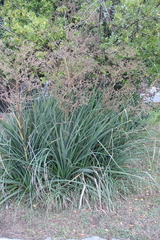 Eryngium agavifolium
