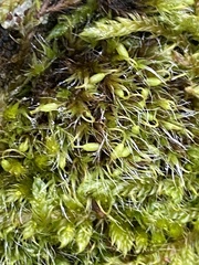 Grimmia pulvinata