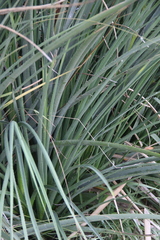 Eryngium agavifolium