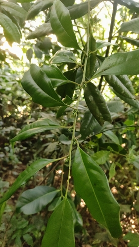 Sarcococca coriacea, photograph 2
