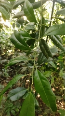 Sarcococca coriacea