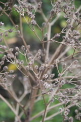 Eryngium agavifolium