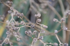 Eryngium agavifolium