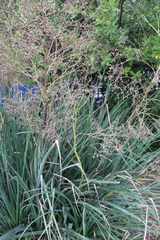 Eryngium agavifolium
