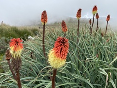 Kniphofia caulescens