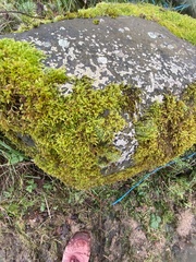 Hypnum cupressiforme