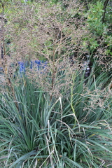 Eryngium agavifolium