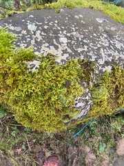 Hypnum cupressiforme