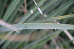 Eryngium agavifolium