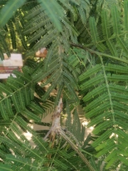 Umbonia crassicornis
