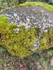 Hypnum cupressiforme