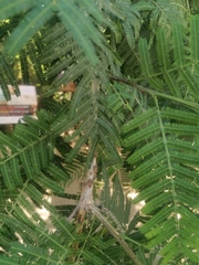 Umbonia crassicornis