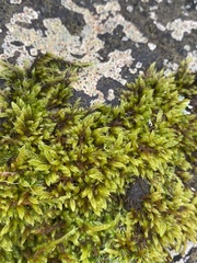 Hypnum cupressiforme