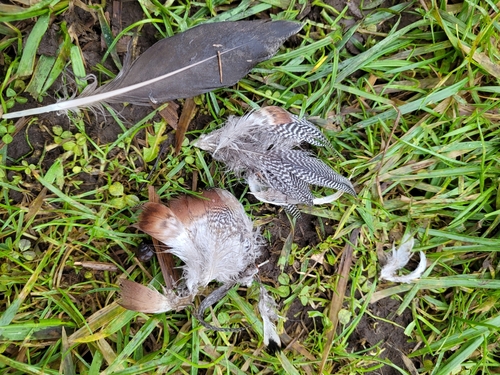 Plume de Canard siffleur