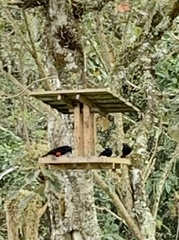 Hypopyrrhus pyrohypogaster