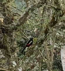 Hypopyrrhus pyrohypogaster