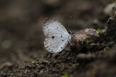 Neopithecops zalmora