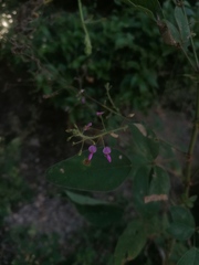 Desmodium tortuosum