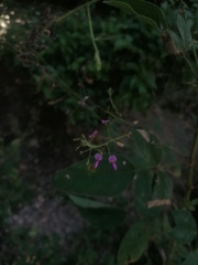 Desmodium tortuosum