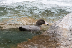 Hymenolaimus malacorhynchos