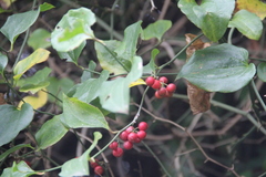 Smilax excelsa
