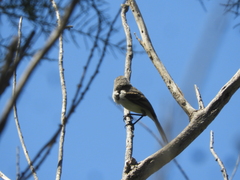 Serpophaga subcristata
