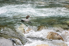 Hymenolaimus malacorhynchos