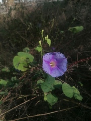 Ipomoea parasitica