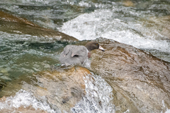 Hymenolaimus malacorhynchos