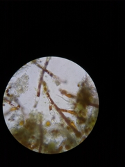 Trentepohlia abietina