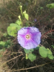 Ipomoea parasitica