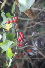Smilax excelsa