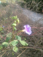 Ipomoea parasitica
